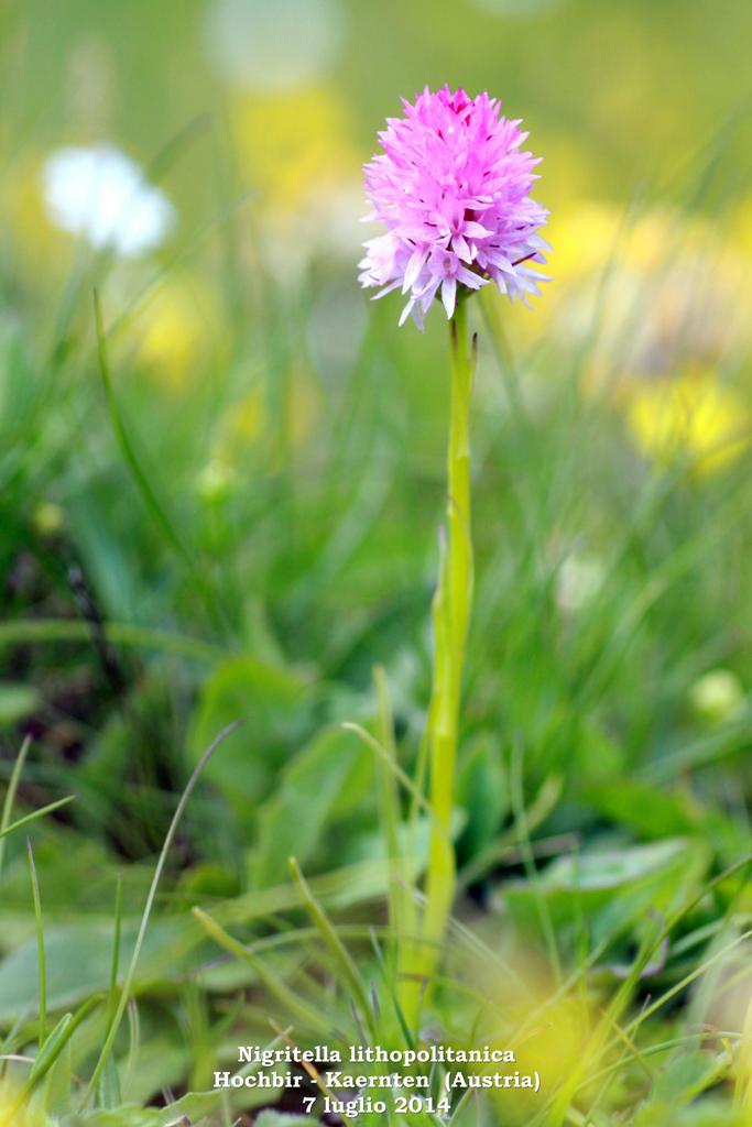 Le Nigritella endemiche delle Alpi austriache  luglio 2014